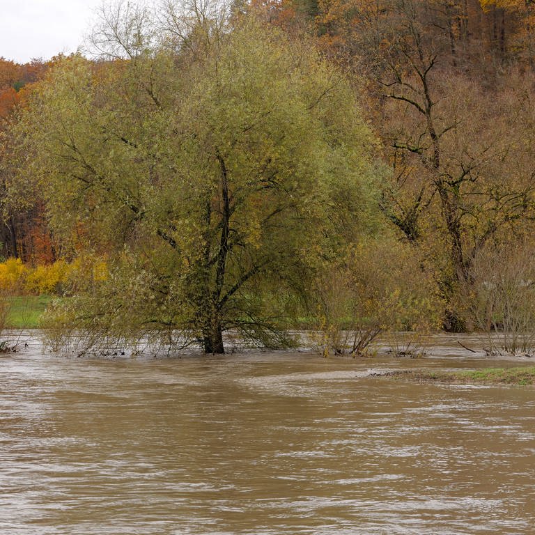 Ein Baum steht mitten im reißenden Fluss des Neckars.