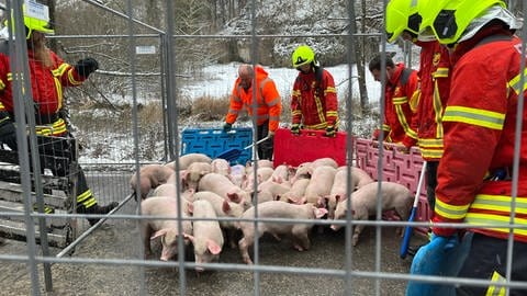 Die Schweine, die im verunglückten Transporter geladen waren, werden von Rettungskräften und anderen Helfern versorgt.