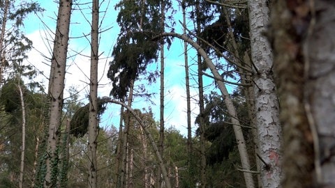 Landkreis bietet Waldbesitzern Hilfe an (Foto: SWR, Tobias Rager)