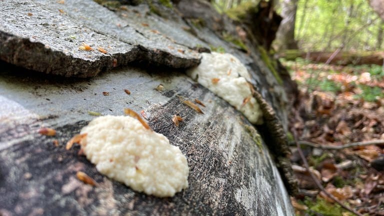 Auf einem toten Baumstamm in einem Wald bei Ofterdingen in Baden-Württemberg wachsen Pilze. Totholz ist wichtig für die Natur und viele Insekten - sie fördern die Artenvielfalt.  (Foto: SWR, Anne Jethon)