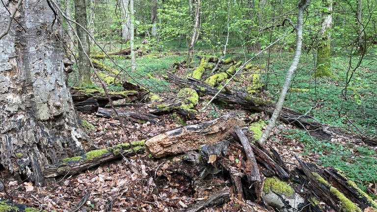 Jede Menge Totholz liegt auf einem Waldboden bei Ofterdingen in Baden-Württemberg. Ringsum sind Bäume und viel Natur. Für viele Insekten und Pflanzen ist totes Holz wichtig zum leben. (Foto: SWR, Anne Jethon)