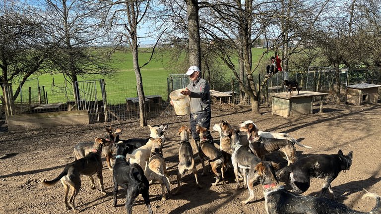 Auf dem Bild sieht man, wie Mikel Tharann die Hunde füttert. Der Ortschaftsrat Balingen-Weilstetten will die Tiere nicht mehr im Ort dulden, weil sie angeblich zu laut sind. (Foto: SWR)