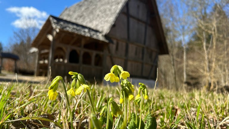 Die ersten Blümchen blühen vor der mittelalterlichen Holzkirche auf dem Campus Galli
