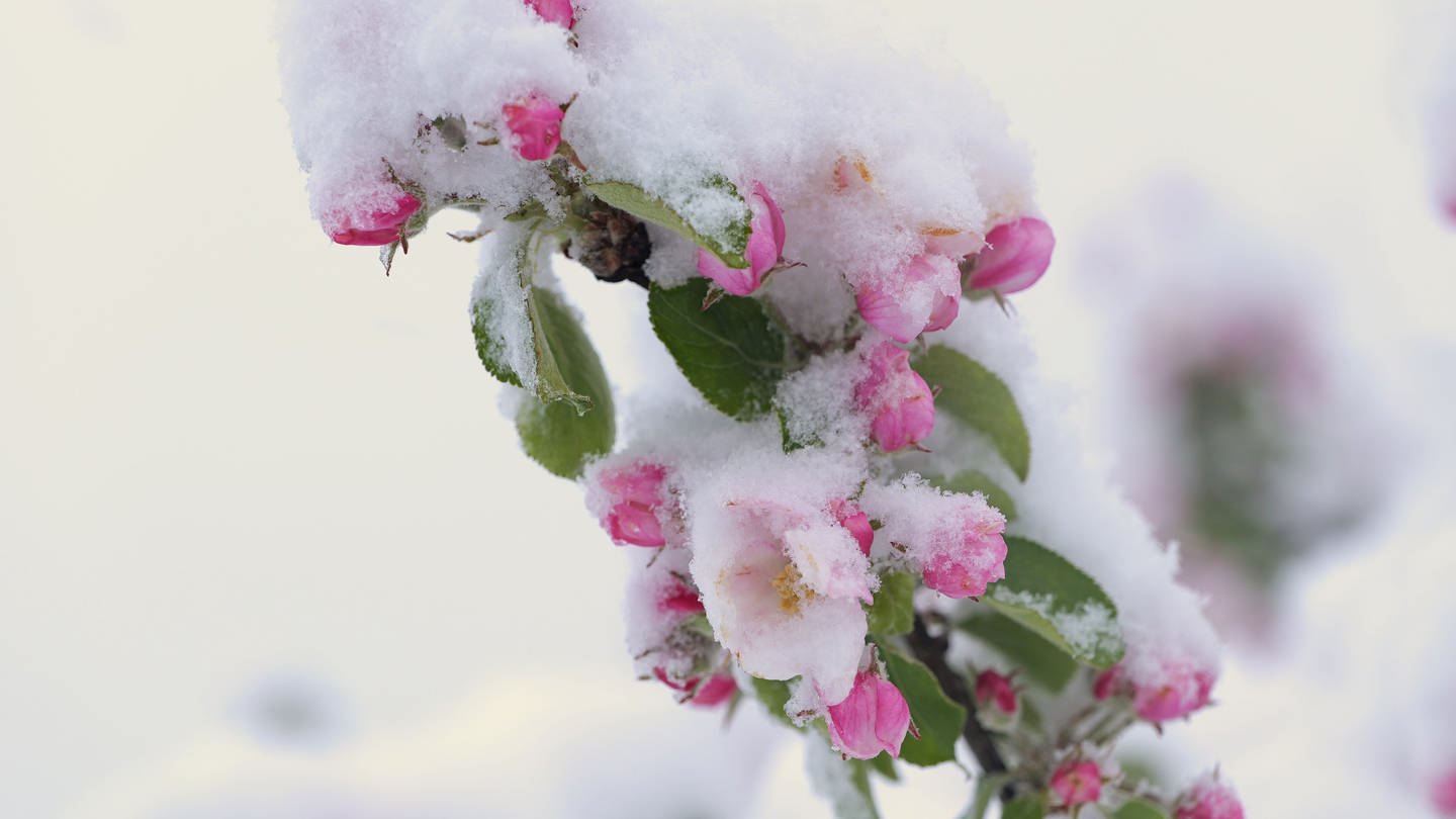 Apfelblüte mit Schnee (Foto: SWR, Harry Röhrle, SWR)