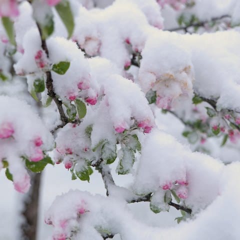 Blüten, die von Schnee bedeckt sind. Im April gab es dieses Jahr immer wieder Schnee. Auch in den kommenden Tagen wird es kalt. Das ist schlecht fürs Obst. (Foto: SWR)
