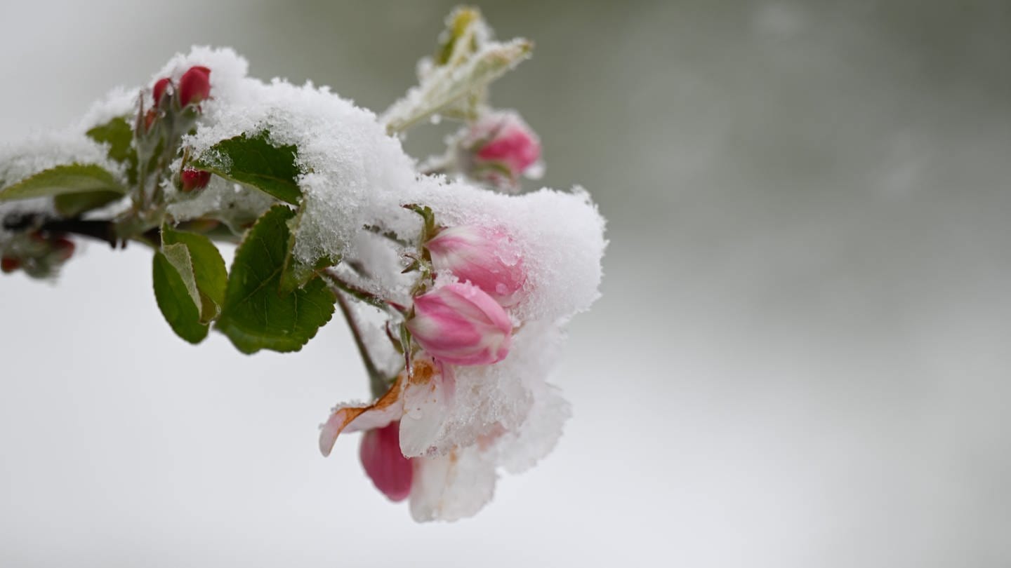 Rosenblüten sind mit Schnee und Eis bedeckt. In den kommenden Tagen wird das Wetter nochmal unangenehm kalt. Vor allem für Blüten ist das ein Problem. (Foto: dpa Bildfunk, picture alliance/dpa | Marius Bulling)