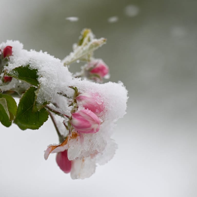 Rosenblüten sind mit Schnee und Eis bedeckt. In den kommenden Tagen wird das Wetter nochmal unangenehm kalt. Vor allem für Blüten ist das ein Problem. (Foto: dpa Bildfunk, picture alliance/dpa | Marius Bulling)