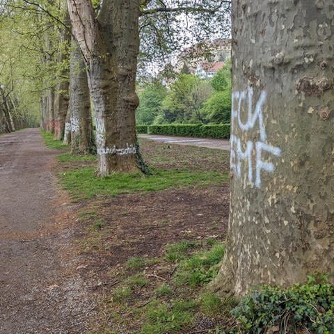 Erneut gibt es Graffiti-Schriftzüge in der Tübinger Innenstadt. Auf den Platanen der Neckarinsel, an der Stiftskirche, dem Rathaus und der Neuen Aula der Universität. (Foto: Stadt Tübingen )