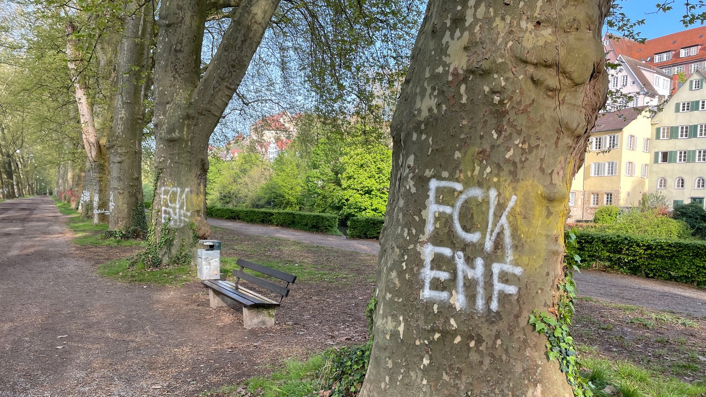 Neue Graffiti-Schmierereien auf Bäumen auf der Platanenallee in Tübingen: Oberbürgermeister Boris Palmer ruft die Stadtgesellschaft auf, Sprayer bei der Polizei zu melden. (Foto: SWR, Tobias Rager)