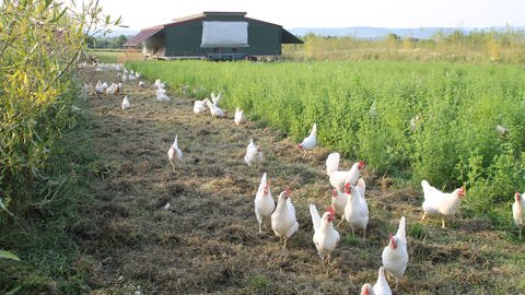 Weiße Hühner auf einem Feld, im Hintergrund ein mobiler Hühnerstall