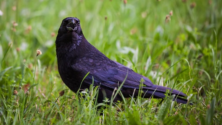 Krähe sitzt mit offenem Schnabel im Gras. Die intelligenten Vögel sind gut im Zählen. Bild: Christoph Schmidt