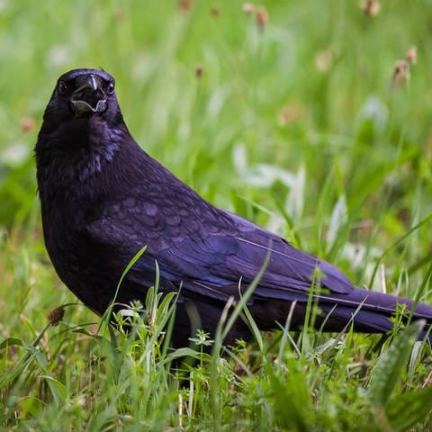 Krähe sitzt mit offenem Schnabel im Gras. Die intelligenten Vögel sind gut im Zählen. Bild: Christoph Schmidt