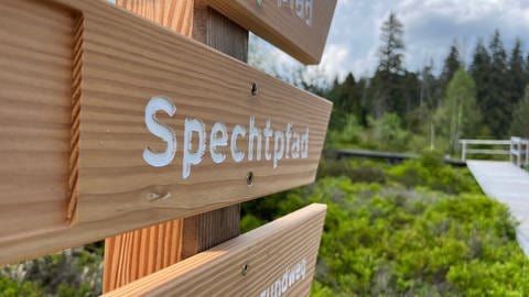 Ein Holzschild am Spechtpfad Baiersbronn weist den Weg für die Besucher | SWRTim Richter