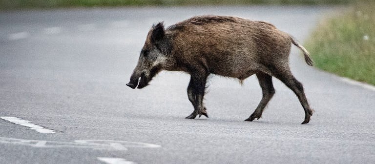 Ein Wildschwein läuft über eine Straße.  (Foto: dpa Bildfunk, picture alliance/dpa | Paul Zinken)