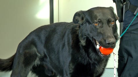 Der Ulmer Polizeihund Fenris kann verstecktes Geld erschnüffeln und bekommt zur Belohnung seinen Lieblingsball. (Foto: SWR, Martin Miecznik)