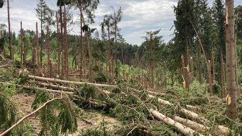 Ein Tornado hat in vielen Wäldern im Ostalbkreis große Schäden verursacht (Foto: Landratsamt Ostalbkreis)