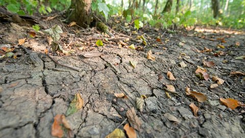 Vertrocknete Blätter liegen auf einem Waldboden, der von Rissen durchzogen ist. Der Wald leidet unter der anhaltenden Trockenheit. (Foto: picture-alliance / Reportdienste, picture alliance/dpa | Sebastian Gollnow)