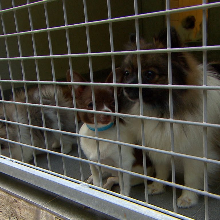 Hunde im Käfig (Foto: SWR)
