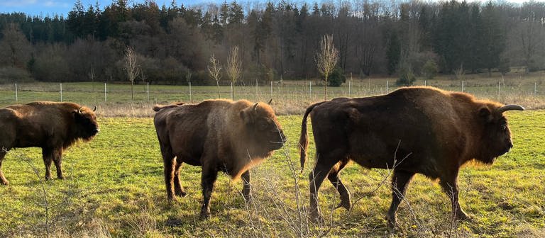 Wisente für den Naturschutz: Zwischen Neresheim und Nattheim soll eine Herde entstehen. Bald sollen die Tiere auf eine 35 Hektar große Weide umziehen. (Foto: SWR, Markus Bayha)