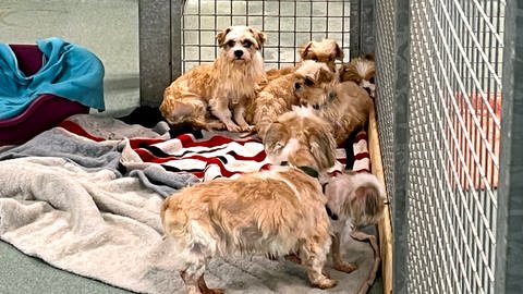 Verwahrlost und beschlagnahmt: Hunde aus Schnürpflingen im Tierheim Ulm in Pflege (Foto: SWR, Markus Bayha)