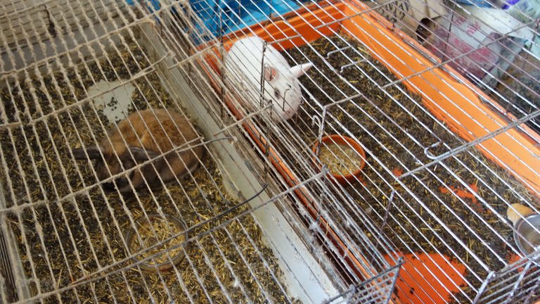 Diese zwei Kaninchen in ihren verdreckten Käfigen haben Mitarbeiter des Veterinäramtes des Alb-Donau-Kreises beschlagnahmt. (Foto: Pressestelle, Landratsamt Alb-Donau-Kreis)
