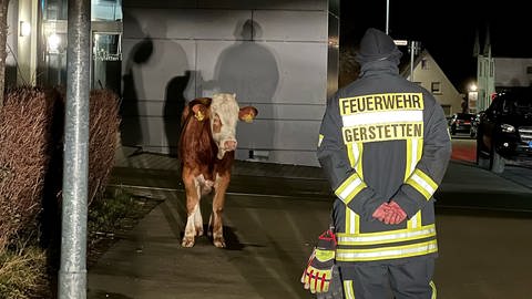 Ein Jungbulle hat Samstagnach in Gerstetten nicht nur die Freiwillige Feuerwehr auf Trab gehalten. (Foto: Freiwillige Feuerwehr Gerstetten)