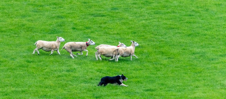 Hund rennt neben einer Schafherde her. Bei einem der drei angeblichen Wolfsangriffe auf Schafe bei Ehingen am Ries (Landkreis Donau-Ries) war kein Wolf dafür verantwortlich, sondern ein Hund. (Symbolbild) (Foto: IMAGO, IMAGO / VWPics)