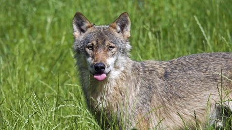 Einsamer grauer Wolf auf einer Wiese. Der Fund eines toten Tiers zwischen Merklingen und Machtolsheim im Alb-Donau-Kreist ist möglicherweise ein Wolf.  (Foto: IMAGO, IMAGO / Imagebroker (Symbolbild))
