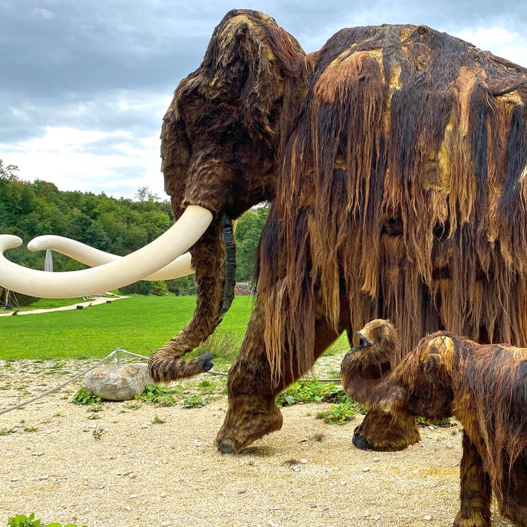 Mammut Niederstotzingen (Foto: SWR, Maja Nötzel)