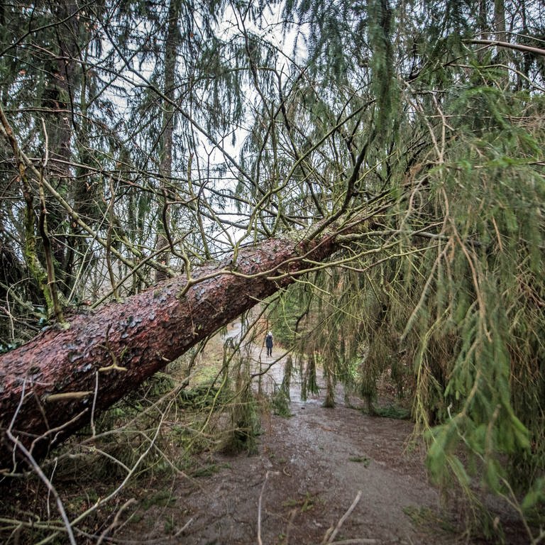 Ein großer Baum liegt in Folge eines Sturms quer über einem Waldweg: Die Auswirkungen des Klimawandels auf Wald und Bäume (Foto: dpa Bildfunk, picture alliance / Bernd Thissen/dpa | Bernd Thissen (Symboldbild))