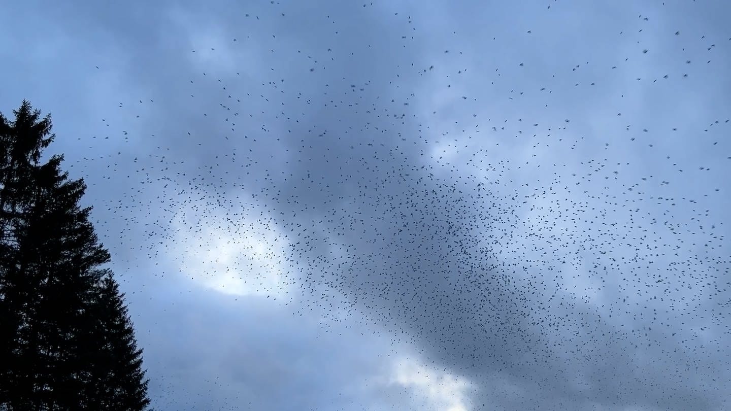 Da wird sogar der Himmel dunkel, wenn hunderttausende Bergfinken in großem Schwärmen über Schelklingen fliegen. (Foto: SWR, Philipp Oswald)