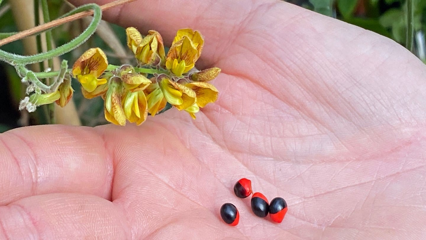 Auf einer Hand sieht man die Samen der sogenannten Krebsaugenbohne, die dem Namen nach aussehen, wie die Augen von Krebsen. Die Pflanze gehört zu den Schmetterlingsblütlern. (Foto: SWR, Katja Stolle-Kranz)