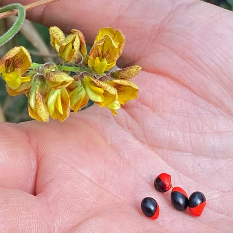 Auf einer Hand sieht man die Samen der sogenannten Krebsaugenbohne, die dem Namen nach aussehen, wie die Augen von Krebsen. Die Pflanze gehört zu den Schmetterlingsblütlern.