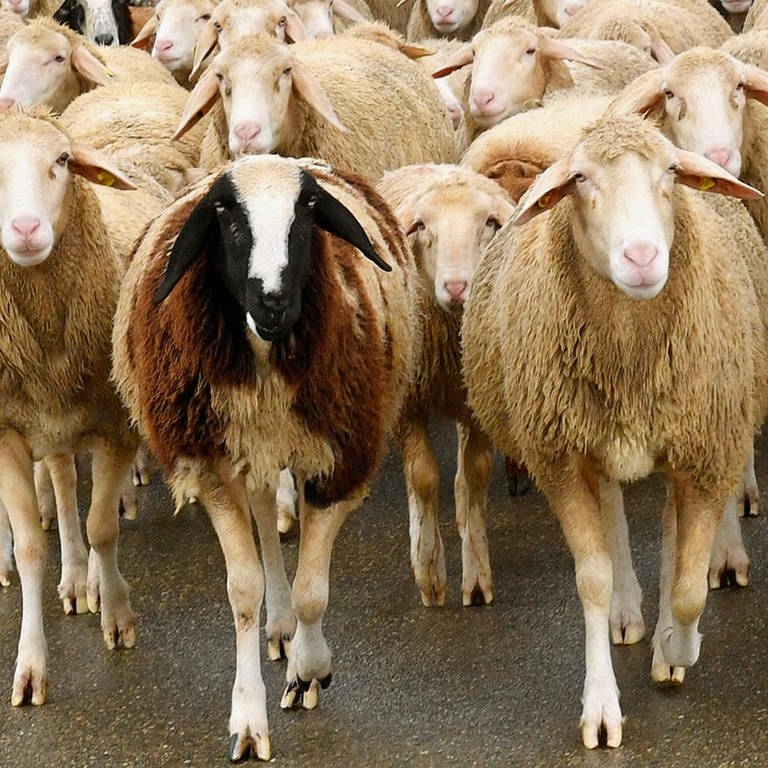 Schafe weiden auf der Schwäbischen Alb bei Ehingen. Die Stadt will zusammen mit Schelklingen und Allmendingen einen interkommunalen Schafstall bauen. (Foto: Pressestelle, Stadt Ehingen)