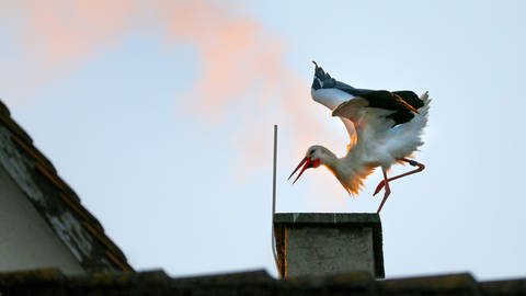 Ein Storch wärmt sich an einem Kamin in Riedlingen (Foto: dpa Bildfunk, picture alliance/dpa)