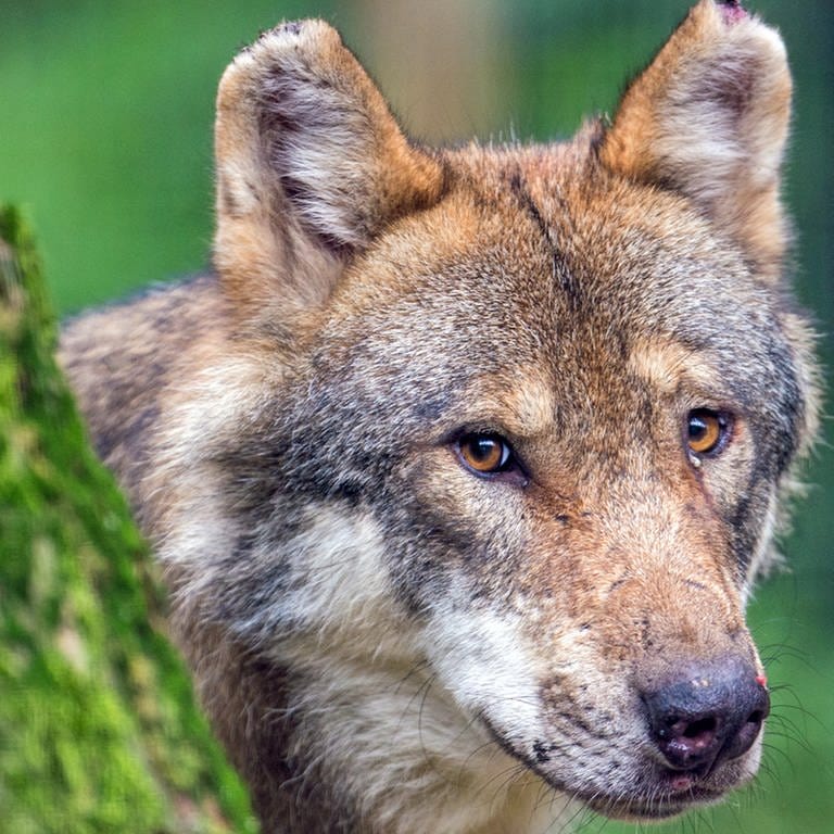 Junger Wolf: Im Alb-Donau-Kreis hat sich im Frühjahr ein Wolf aufgehalten (Foto: dpa Bildfunk, picture alliance dpa Lino Mirgeler)