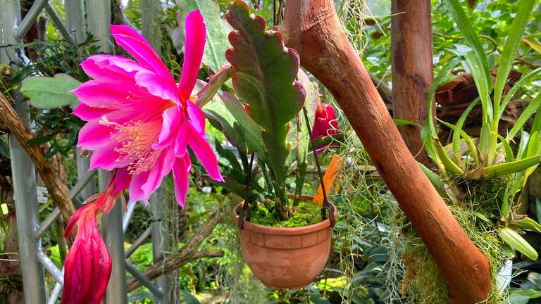 Exotische Schönheit: Die pinkfarbene Kaktusblüte ist im Bergregenwald Haus der Hingucker. Die sogenannte "Aufsitzerpflanze" siedelt sich auf anderen Pflanzen an und sitzt in ihrer Heimat im Regenwald meist auf hohen Stämmen.  (Foto: SWR, Katja Stolle-Kranz)