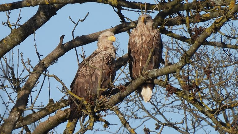 Zwei Seeadler in einem Baum.  (Foto: Pressestelle, Landratsamt Dillingen a.d.Donau)