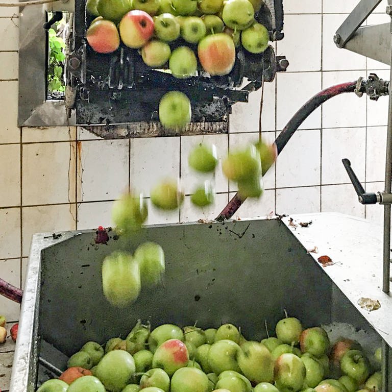 Äpfel und Birnen in einer Mosterei: Wegen Trockenheit beginnt die Mostproduktion früher als sonst (Foto: SWR)