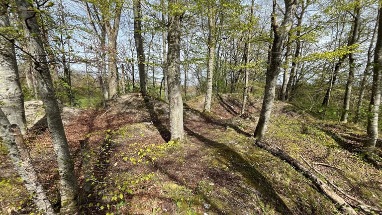 Versteckt in einem Wald liegt in der Nähe von Blaubeuren-Beiningen (Alb-Donau-Kreis) die Ruine Gleißenburg. Ein kleiner Wanderpfad führt hinauf auf 653 Meter (13.4.). Die Natur hat die Reste der Burg längst zurückerobert. (Foto: SWR, Maren Haring)