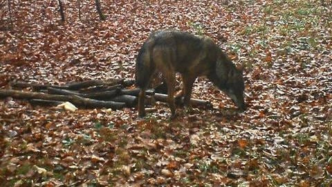 Das Tier auf diesem Bild ist nachweislich ein Wolf. Es wurde bei Altheim/Alb im Alb-Donau-Kreis von einer Wildtierkamera aufgenommen. (Foto: privat)