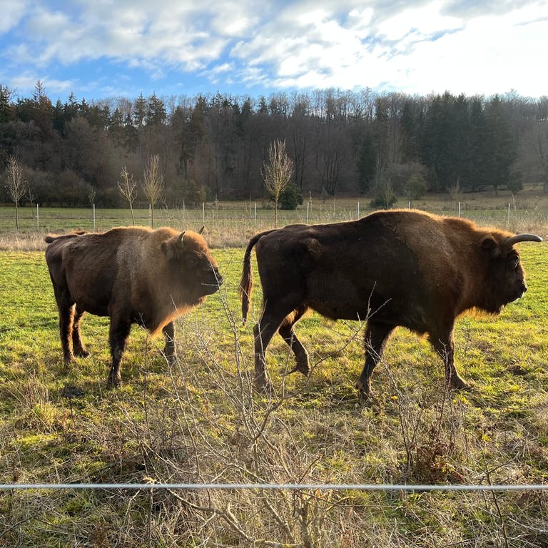 Wisente für den Naturschutz: Zwischen Neresheim und Nattheim soll eine Herde entstehen. Bald sollen die Tiere auf eine 35 Hektar große Weide umziehen. (Foto: SWR, Markus Bayha)