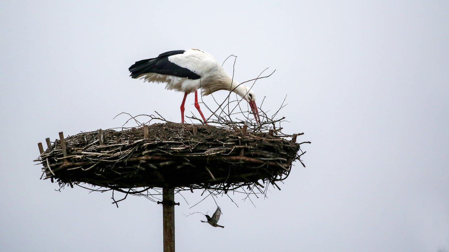 Ein Storch baut an einem Nest, ein Vogel trägt einen Zweig dazu bei. Gemeinsam geht's schneller - ein Storch und eine Taube scheinen in Riedlingen (Kreis Biberach) gemeinsam an einem Nest zu bauen. (Foto: dpa Bildfunk, Thomas Warnack)