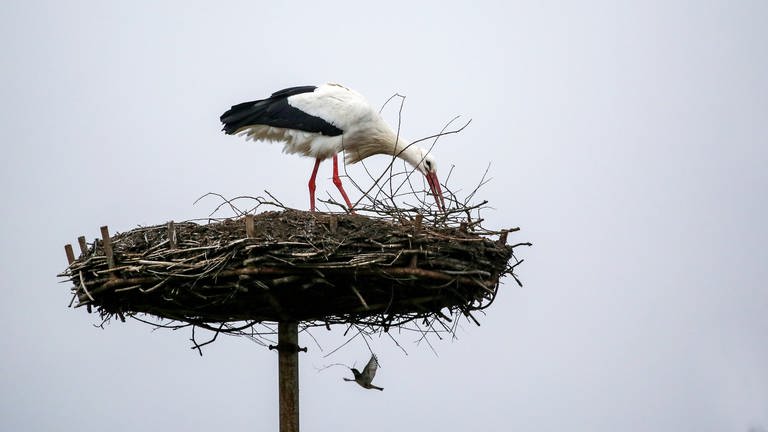 Ein Storch baut an einem Nest, ein Vogel trägt einen Zweig dazu bei. Gemeinsam geht's schneller - ein Storch und eine Taube scheinen in Riedlingen (Kreis Biberach) gemeinsam an einem Nest zu bauen.  (Foto: dpa Bildfunk, Thomas Warnack)
