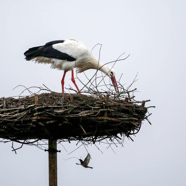 Ein Storch baut an einem Nest, ein Vogel trägt einen Zweig dazu bei. Gemeinsam geht's schneller - ein Storch und eine Taube scheinen in Riedlingen (Kreis Biberach) gemeinsam an einem Nest zu bauen. 