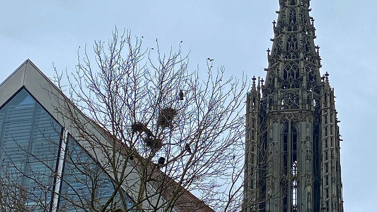 Eine Baumkrone voller Krähennester, im Hintergrunddas Ulmer Münster. Krähen besiedeln immer mehr Bäume in der Ulmer Fußgängerzone und bauen dort Nester.  (Foto: SWR, Kristina Priebe)