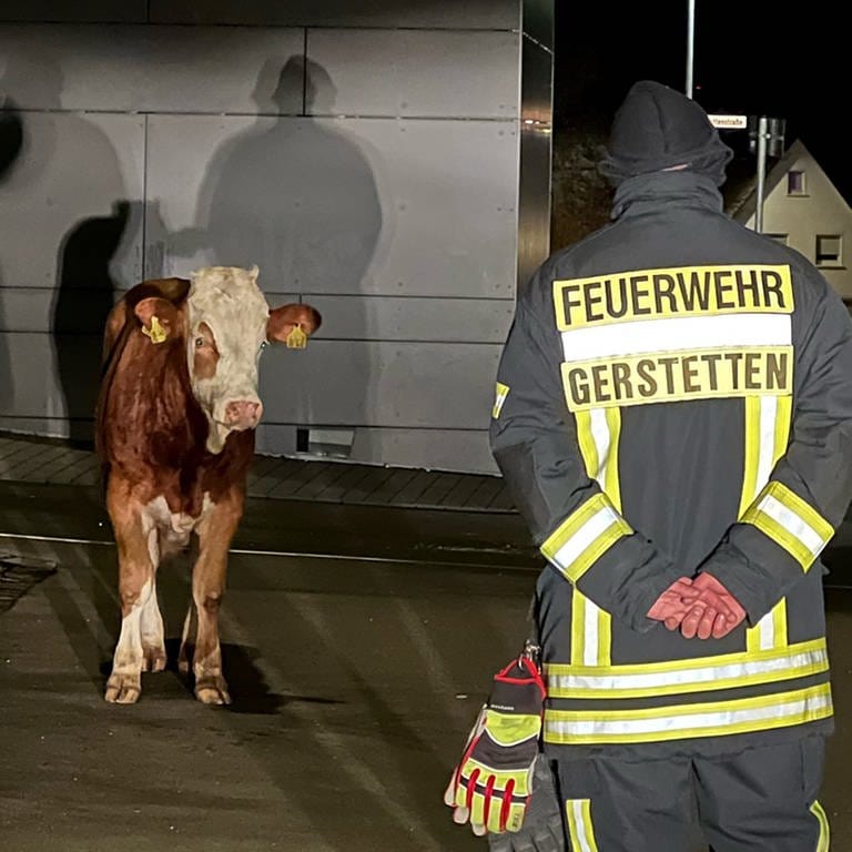 Ein Jungbulle hat Samstagnach in Gerstetten nicht nur die Freiwillige Feuerwehr auf Trab gehalten.