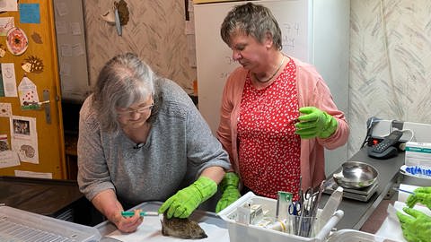 Tierretterin Elke Wengert mit  Gummihandschuhen und ihre Helferin geben Igelbaby eine Spritze (Foto: SWR, Verena Hussong)
