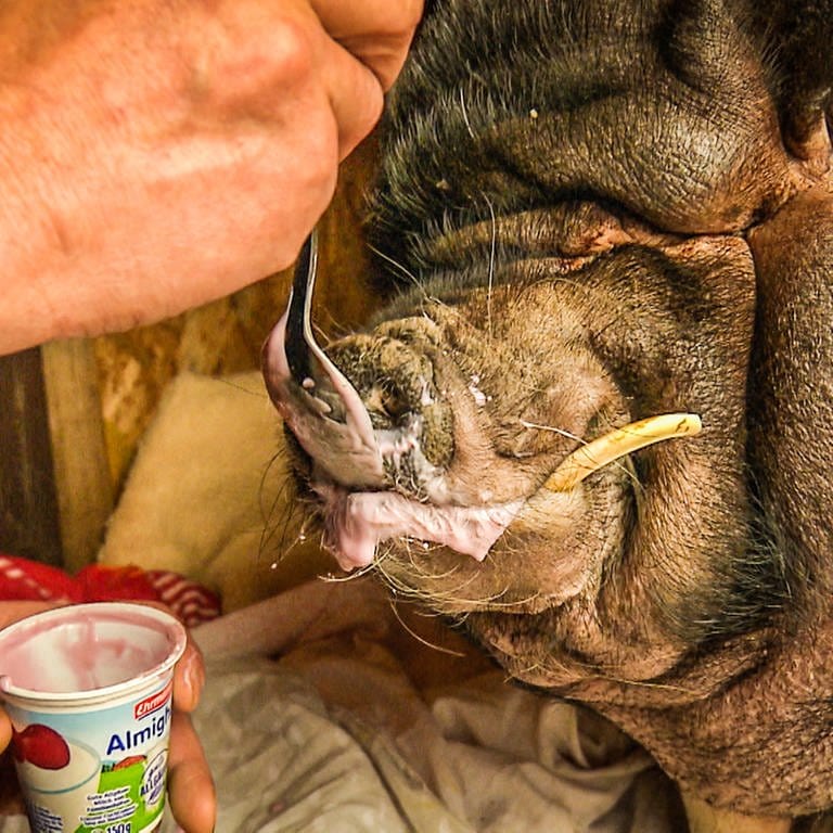 Ein Hängebauchschwein (Foto: SWR)
