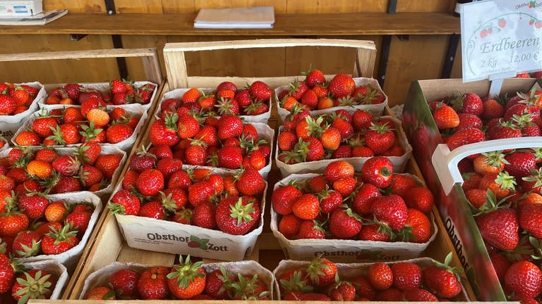 Die Erdbeererzeuger vom Obsthof Zott in Senden-Hittistetten sind mit dem Saisonstart zufrieden.  (Foto: SWR, Christian Hammer)